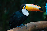 Picture 'Br1_1_01676 Ramphastidae, Toucan, Brazil'